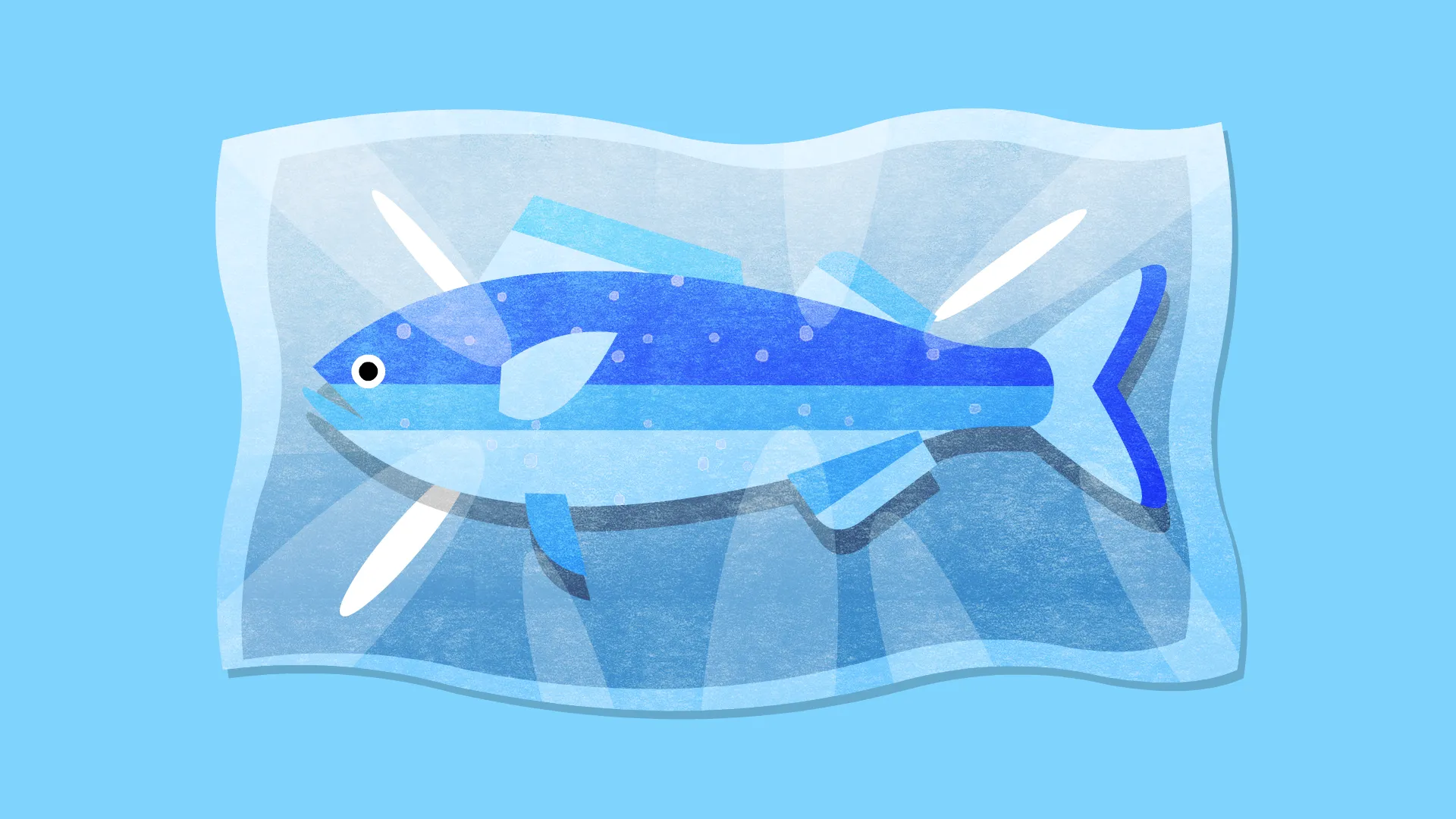 fish_tray